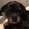 Tabitha Shepherd - @puppydogmaui520 - TikTok