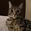 3 Brown Tabbys 🐱 - @3browntabbys - TikTok