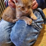 @_george_tabby_ - Instagram