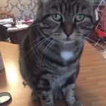 George - @george.the.tubby.tabby - Instagram