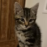George Rock - @george_the_tabby_cat - Instagram