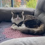 George Tabby McCatface - @georgetabbymccatface - Instagram