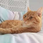 George the cat! - @tabby.cat.george - Instagram