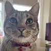 george_the_tabby - @george_the_tabby - TikTok