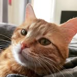 GeorgetheCat - @george_tabby_extraordinare - Instagram