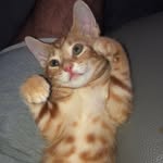 Im George - @ginger_tabby_george - Instagram