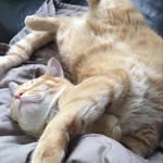 Tabby Cat George - @tabby_cat_george - Instagram