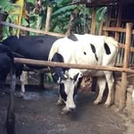 Tabby George - @georgenakuru32 - Instagram