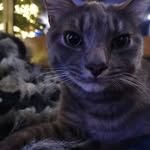 Tabby George  Twinkle Oliver - @tabby_the_king1 - Instagram