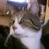 Tiktok - @georgethetabby7 - TikTok