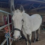 tabby hall - @pony.plaits - Instagram