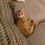 Perkins - @perkins_thegingertabby - Instagram
