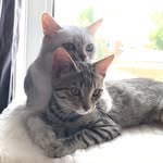 Aya Scottish Fold - @scottish_tabby - Instagram
