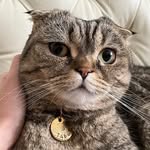 Таббі|scottish fold boy - @tabby_scottish - Instagram