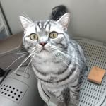 @tabbyscottisch111 - Instagram