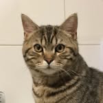 Tabby#scottishstraight - @tabbyscottishstraight - Instagram