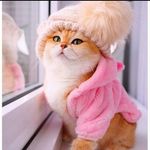 Tabby smart - @smart.tabby - Instagram