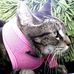 Tabby Thompson:  Animal-Assisted Therapy - Facebook