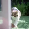 bellas.the.whitetabbycat - @bellas.the.whitetabbycat - TikTok