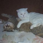 Golden tabby & White - @britishcat_golden_white - Instagram