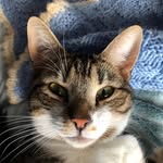 JULIAN👑Tabby&White - @king_julian_thetabby - Instagram