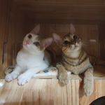 Nini🐾圓圓🐾珊珊🐾小四 - @tabby.white_purrr - Instagram