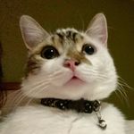 Noce, the tabby & white cat 🌰 - @nocethecat - Instagram