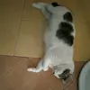 Patchy - @white_tabby - TikTok
