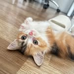 sᴄᴏᴛᴛɪsʜ (ʙʀᴏᴡɴ ᴘᴛᴄʜ ᴛᴀʙʙʏ ᴡʜɪᴛᴇ) - @claudia.meowclub - Instagram
