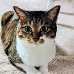 Tabby & white - @tabby_white_bb - Instagram