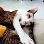 Tabby and White - @tabby_and_white - Instagram