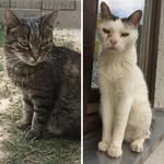 Tabby and white cats 🍪 - @rosie_barbie_cat.12 - Instagram