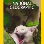Tabby but white - @whiteniggalfa - Instagram