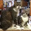 white_tabby_brothers - @white_tabby_brothers - TikTok