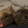 Tabetha Pierce - @frenchiefamily4 - TikTok