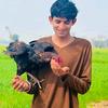 Tabi king - @zaryabsahi90 - TikTok