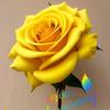 Tabish Talib hussain - @user2740106459146 - TikTok