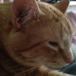 Tabitha Alford - @tabbymittens - Instagram