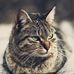 Tabitha Amos - Facebook