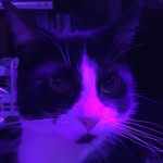 Tabitha Arsenault-Perkins - @tabithapuddles - Instagram