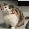 Tabitha Blackwell - @emiliano_campbell361386 - TikTok