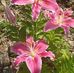 Tabatha Bledsoe - Facebook