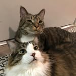 Randall + Shiitake + Tabitha + Blue 🌙 - @randall_and_shiitake - Instagram