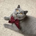 Tabitha - @thetalesoftabithablue - Instagram