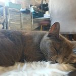 Tabitha Russian Blue - @tabitharussianblue - Instagram