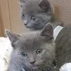 TabithaRussianBlue - @tabitharussianblue - TikTok