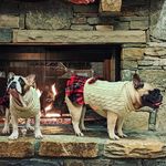 Tabitha Braswell Persia - @bea_judged_frenchie - Instagram