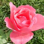 Tabitha Breeden - @tbreeden_garden_life - Instagram