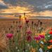 Tabitha Brown - Facebook