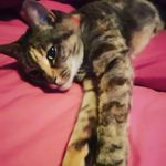 Tabitha Parkinson-Case - @tabithapussington - Instagram